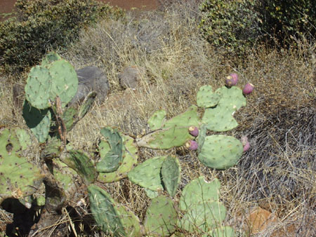 Un Cactus Un Cactus